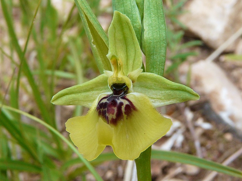 Ophrys lacaitae lojac.